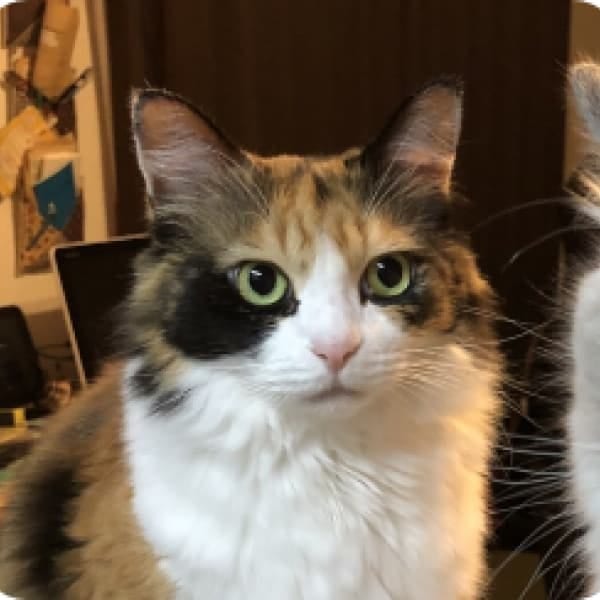 ふう